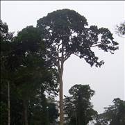 Sapele Tree