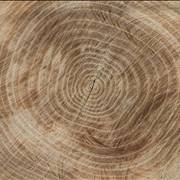 Wood Texture Pattern