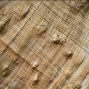 Wood Tree Texture